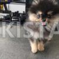 kc-reg-black-and-tan-female-xxs-pomeranian-puppy-pomeranian-bat-khela