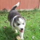 siberian-husky-other-allah-abad