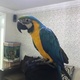 beautiful-7-months-old-baby-blue-and-gold-macaw-african-grey-parrot-karachi-2