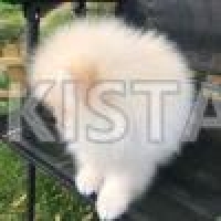 gorgeous-tiny-pomeranian-girls-available-pomeranian-chani-goth