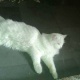 persian-male-snow-white-persian-cats-lahore-2