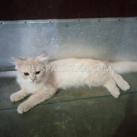 pure-persian-kitten-for-sale-female-persian-cats-lahore
