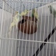 australian-parrots-available-australian-budgies-rawalpindi