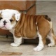 cute-and-adorable-english-bulldog-puppies-for-adoption-other-abbas-nagar