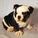 two-english-bulldog-puppies-available-for-adoption-other-akhtar-abad