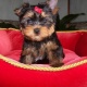 well-trained-yorkie-puppies-yorkshire-terrier-amir-pur-sadat