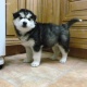 gorgeous-akc-siberian-husky-puppies-other-attock