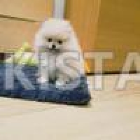 pedigree-cute-pomeranian-pups-pomeranian-choti