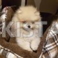 pomaranion-puppys-pomeranian-choubara