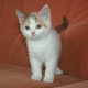 male-and-female-persian-kittens-for-adoption-persian-cats-adenzai