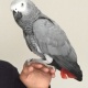 african-grey-parrot-other-abadi-jalalpur-pirwala