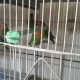 young-and-healthy-fisher-lovebirds-karachi-3