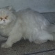 persian-male-and-female-persian-cats-lahore-2