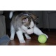 akc-registered-siberian-husky-puppies-other-akhtar-abad