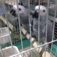 baby-hand-reared-african-grey-parrots-for-sale-african-grey-parrot-badhber-2