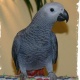 healthy-african-grey-parrot-african-grey-parrot-akora-khattak