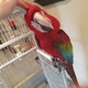 green-wing-macaw-for-sale-macaws-kalyana