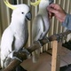 for-sale-parrots-parrot-eggs-and-feathers-cockatoos-karachi-2