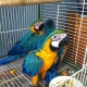 blue-gold-macaws-parrots-with-cage-for-lovely-home-macaws-abadi-jalalpur-pirwala-2
