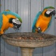 macaw-parrots-for-christmas-gift-macaws-ali-pur