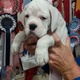 boxer-puppies-other-islamabad