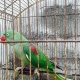 pin-feather-indian-raw-adult-parrots-alexandrine-parrot-rawalpindi-cantt-2