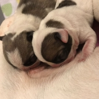 3-french-bulldogs-boys-bully-dog-abadi-jalalpur-pirwala-2