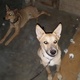 german-shepherd-and-lab-mix-rare-for-sale-other-karachi-5