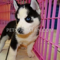 siberian-husky-puppies-for-you--abbottabad