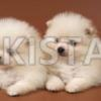 stunning-pomeranian-puppies-males-and-females-pomeranian-abbottabad