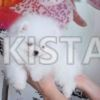 tea-cup-pomeranian-puppies-with-good-champion-bloodline-pomeranian-dera-ismail-khan