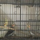 young-cocktails-for-sale-in-great-peice-cockatiel-parrots-rawalpindi-2