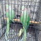 pin-feather-indian-raw-adult-parrots-alexandrine-parrot-rawalpindi-cantt-3