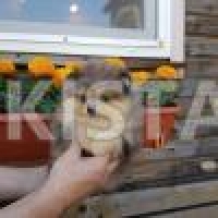 superb-young-pomeranian-boy-available-for-sale-to-a-loving-pet-home-pomeranian-chitral