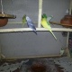 7-budgies-and-pied-along-with-cage-available-in-cheap-price-australian-budgies-rawalpindi