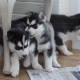 playful-male-and-two-female-siberian-husky-puppies-for-sale-other-badhber