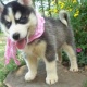 pure-breed-siberian-husky-puppies-other-ahmadpur