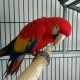 macaw-parrot-macaws-akhtar-abad