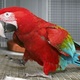 hand-rearred-very-tame-baby-greenwing-macaw-1690-macaws-abbasia-2