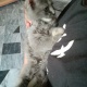 2-persian-kittens-for-sale-persian-cats-islamabad-2
