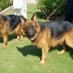 black-german-shepherd-dog-for-sale-serious-buyer-only-contact-me-german-shepherd-quetta-19