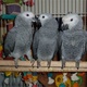 african-gray-oarrots-other-lahore
