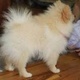 priceless-white-pomeranian-puppy-for-adoption-other-barki