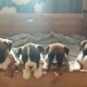 boxer-puppies-for-sale-boxer-attock