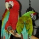 parrot-for-sale-african-grey-parrot-baffa