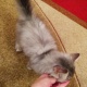 kitten-for-sale-persian-cats-karachi