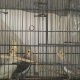 young-cocktails-for-sale-in-great-peice-cockatiel-parrots-rawalpindi