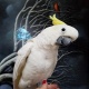 lesser-sulpher-crested-cockatoo-129824-other-attock