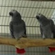 parrot-for-adoption-african-grey-parrot-arif-wala