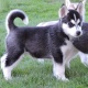 charming-siberian-husky-puppies-other-awaran
